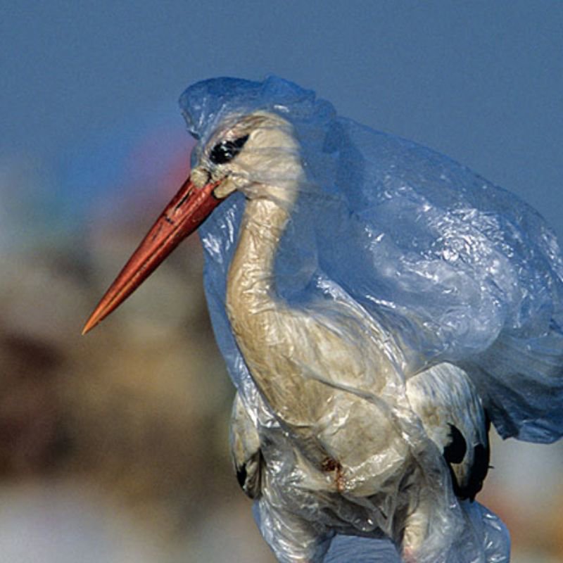 Así afecta el plástico a los animales