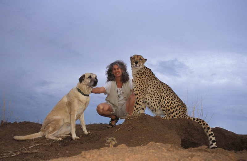 La doctora Laurie Marker junto con el perro Koya y su compañero, el guepardo Chewbaaka