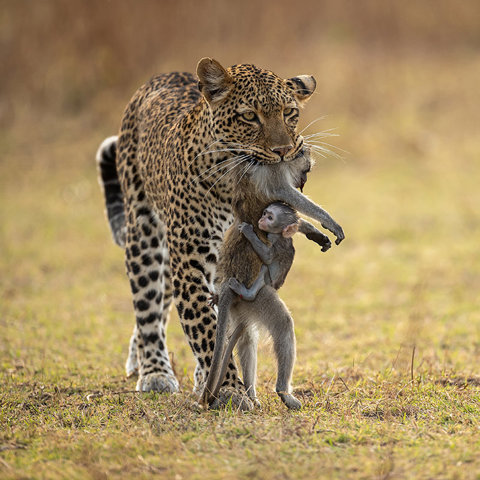 Las mejores fotos de naturaleza del Wildlife Photographer of the Year 2022