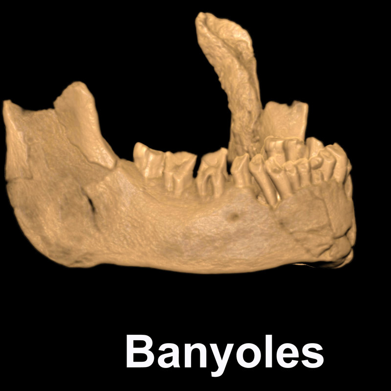 Descubierta la mandíbula del Homo sapiens más antiguo de Europa