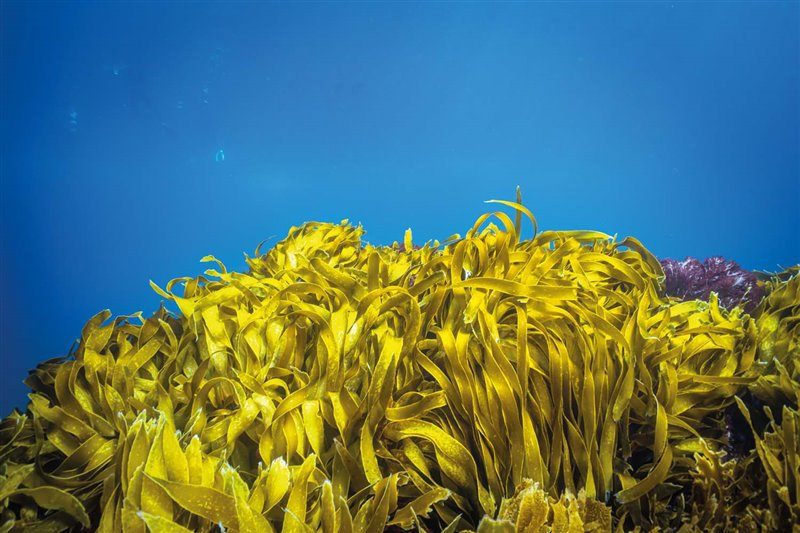 Praderas posidonia sonidos del océano podcast