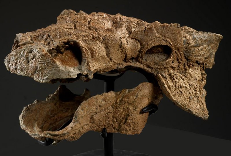 Cráneo y mandíbula de Zuul crurivastator