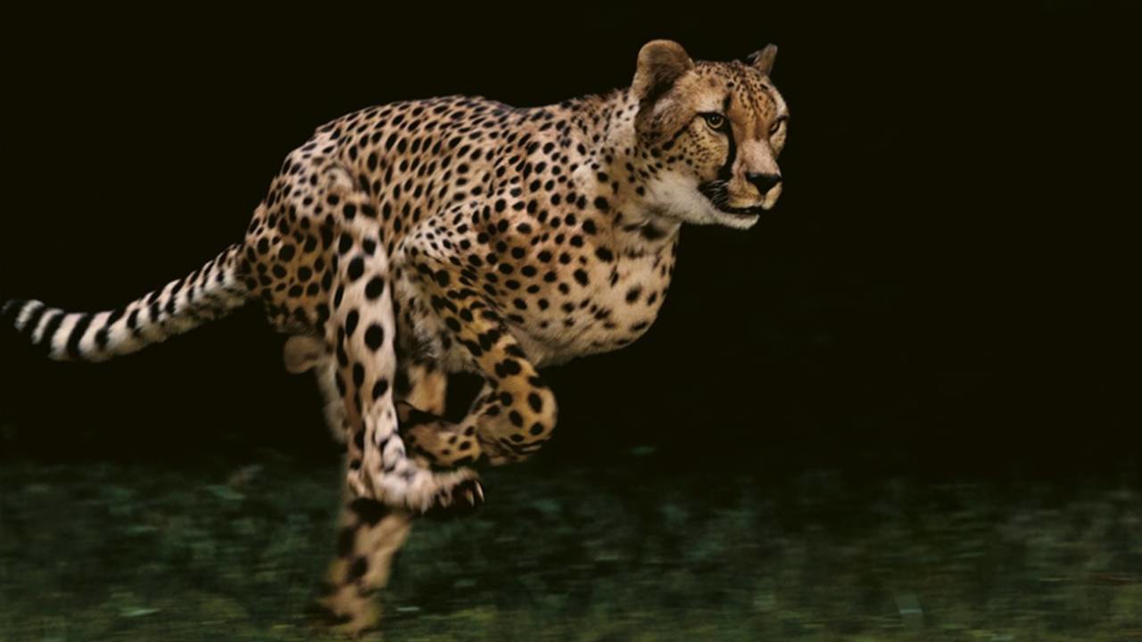 coche de la vida real del guepardo