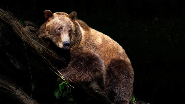 Osos Qué tipos de osos hay cuál es el más grande y peligroso y dónde