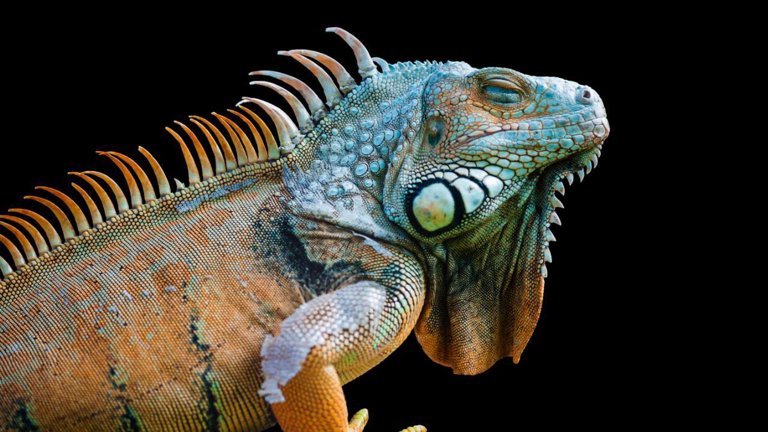 Reptil - Fotos, tipos y ejemplos de reptiles