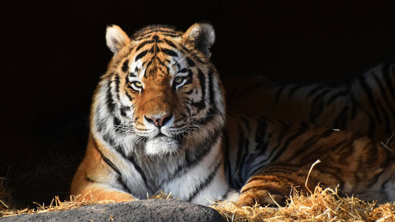 Tigre