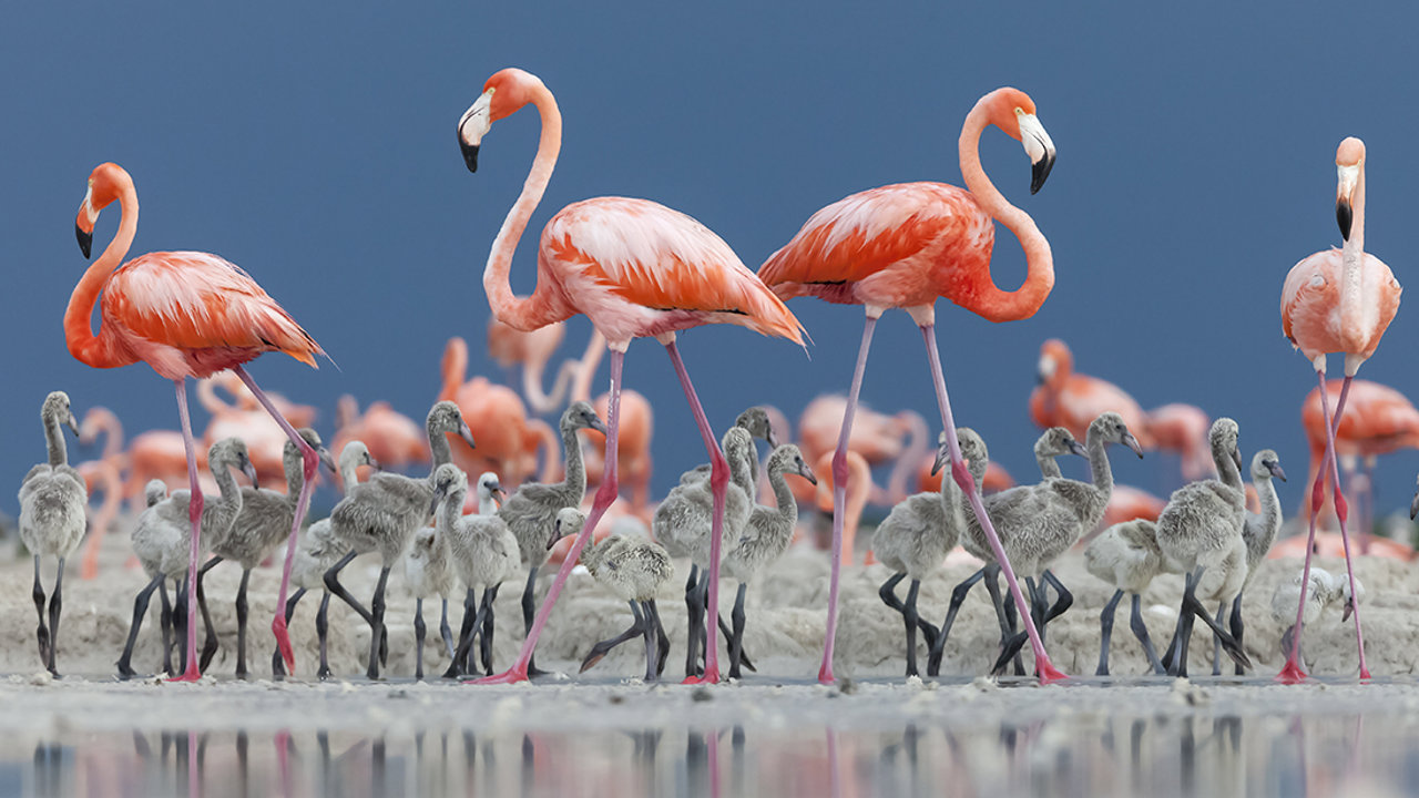 Las mejores fotos de naturaleza del Wildlife Photographer of the Year 2022