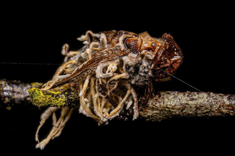 Díptero parasitado por un hongo del género Cordiceps