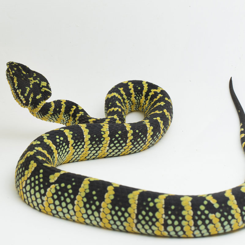 Los dos clítoris de las serpientes: ocultos entre escamas y claves en la reproducción