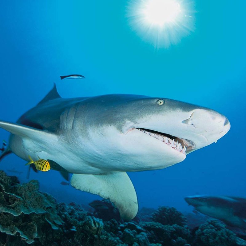 El increíble órgano sexual doble de los tiburones