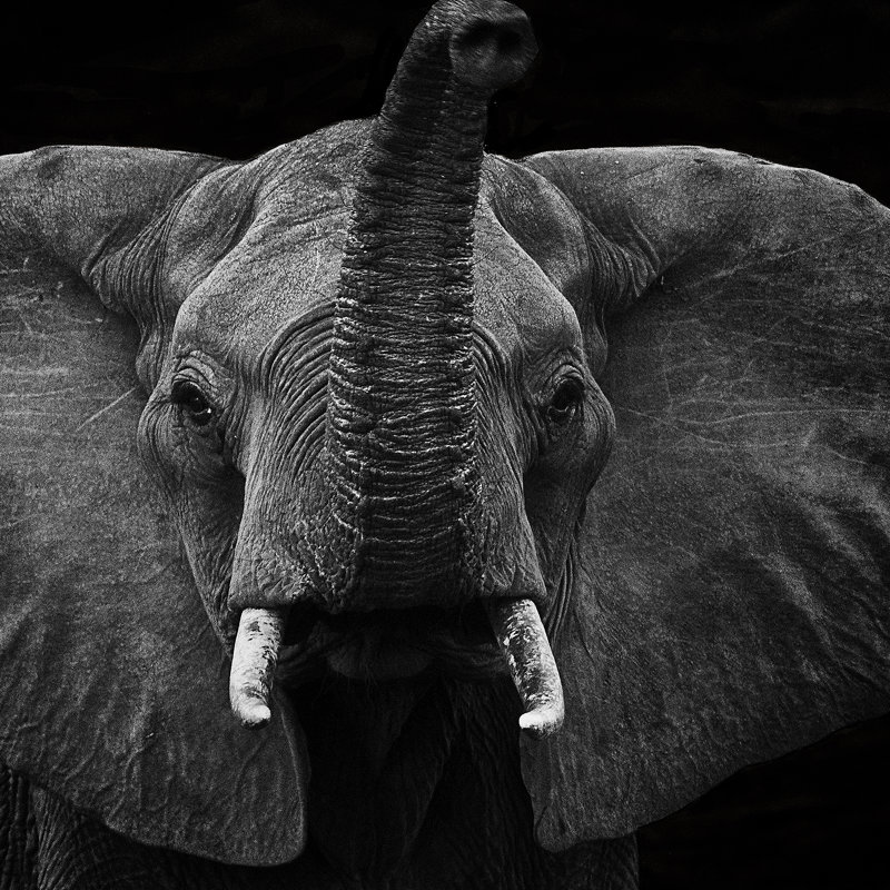 Curiosidades sobre el elefante de sabana que quizás no conocías