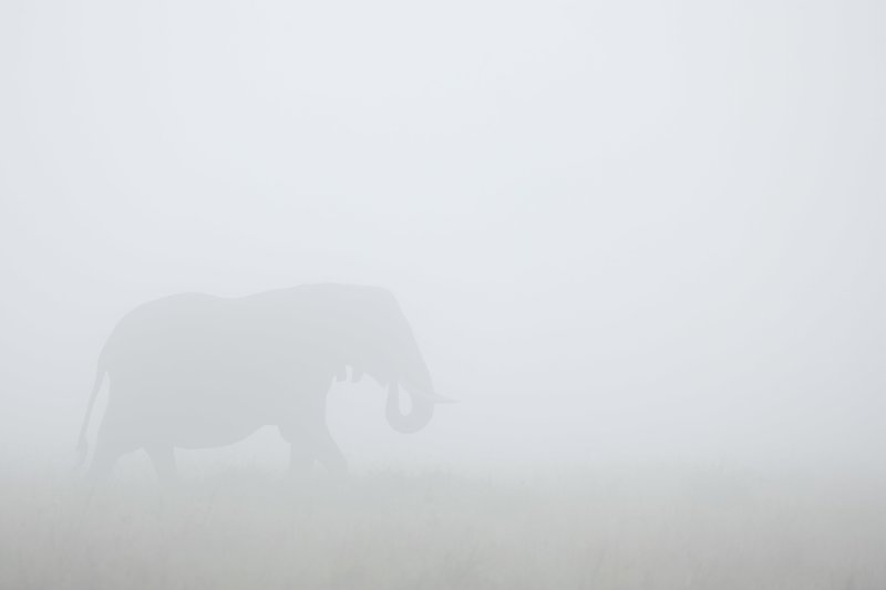 Elefante africano cruzando las nieblas de las praderas