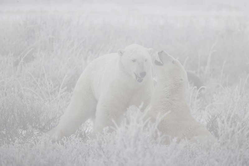 Osos polares luchando entre la niebla