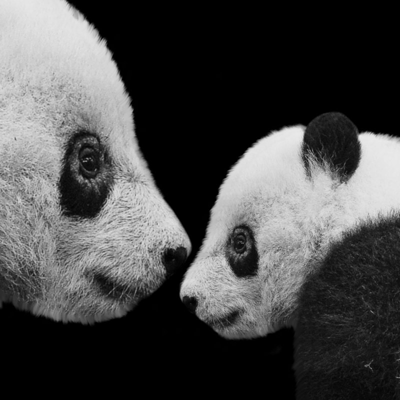 Los pandas gigantes son carnívoros, y otras curiosidades de estos emblemáticos animales 