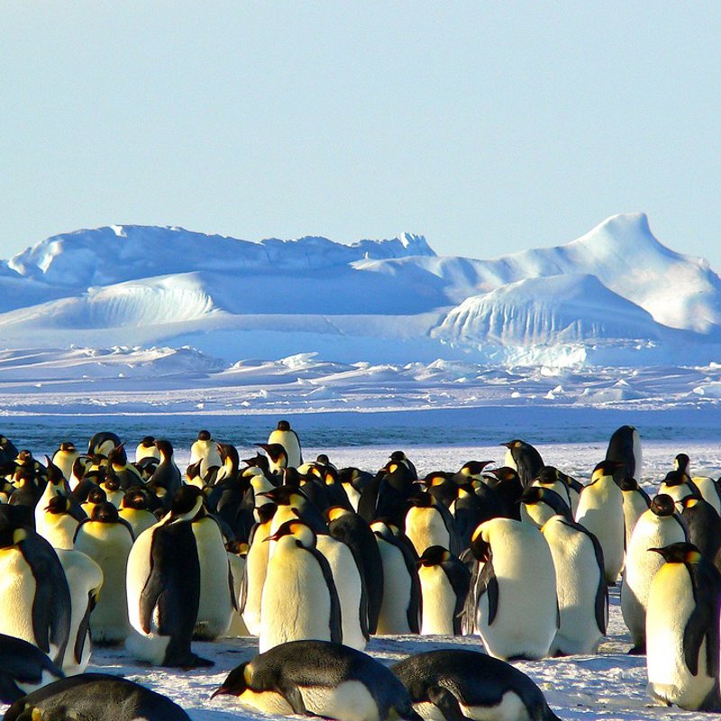 Hasta el 65% de la flora y fauna antártica desaparecerá para 2100 si no se toman estas nuevas medidas