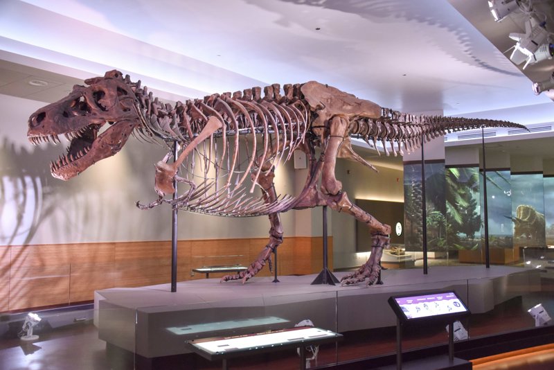"Sue", un espécimen de tiranosaurio conservado en el Museo Field de Historia Natural de Chicago, es uno de los esqueletos de T-Rex más completos que se han encontrado.