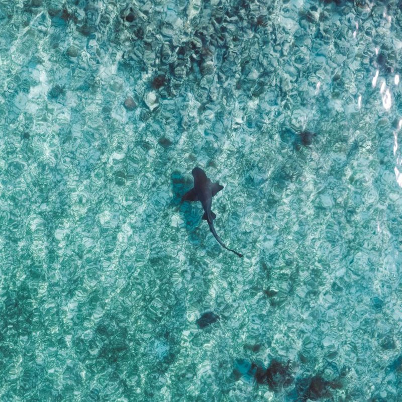 Vista aérea de un tiburón nadando en el océano