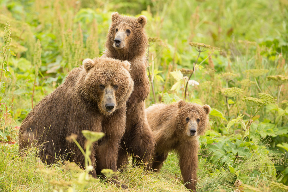 Brown bear and cubs on Kodiak NWR Lisa Hupp USFWS