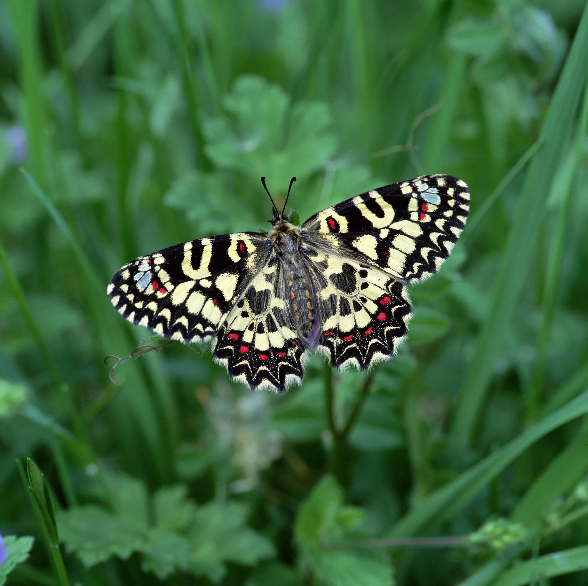 El patrón dorsal de la mariposa arlequín