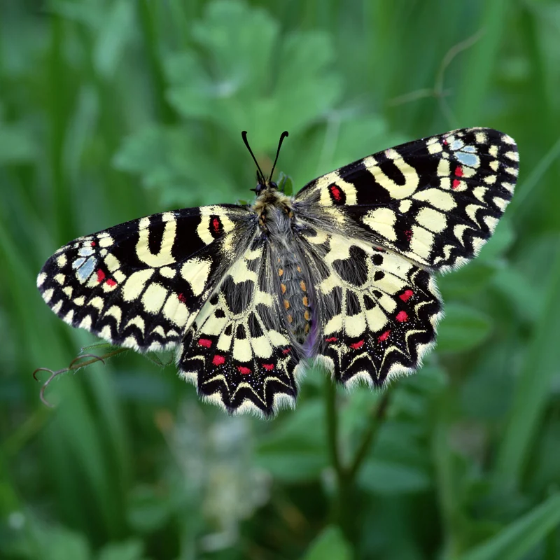 La mariposa arlequín, un emblema alado de la península Ibérica