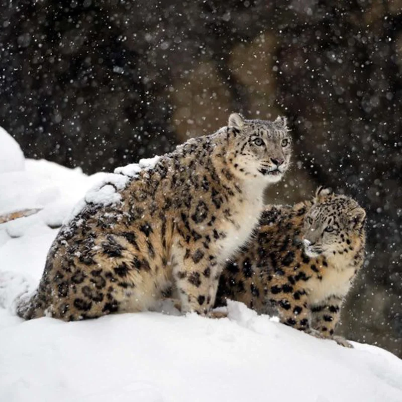 PODCAST: Conservar el leopardo de las nieves para mejorar el futuro de Nepal