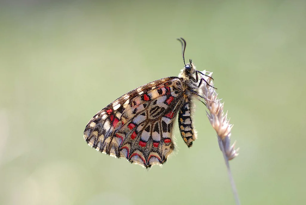 Una de las joyas de la corona de la fauna ibérica