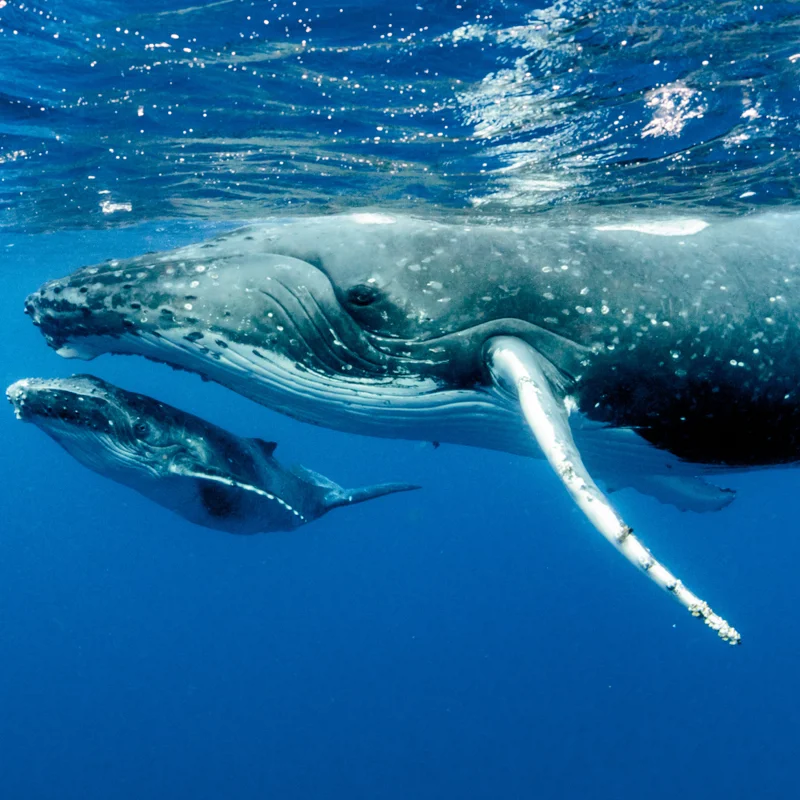 Los genes responsables del gran tamaño de la ballena también las protegen del cáncer