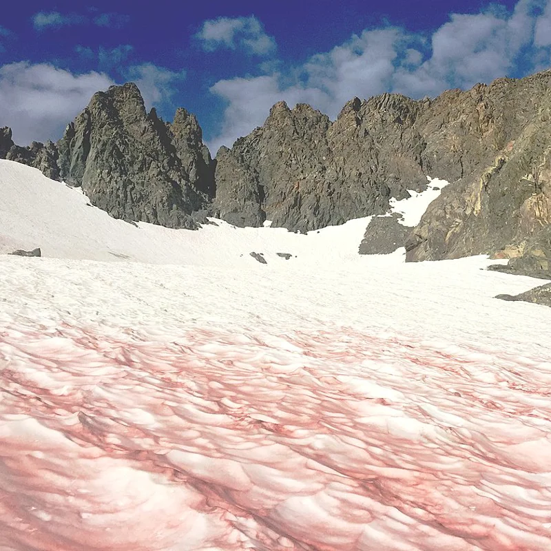  La nieve rosa: un fenómeno bonito pero peligroso para el medio ambiente