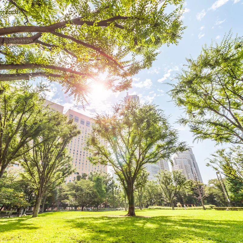 Plantar más árboles en ciudades podría reducir en un tercio la mortalidad de las olas de calor