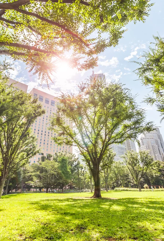 Plantar más árboles en ciudades podría reducir en un tercio la mortalidad de las olas de calor