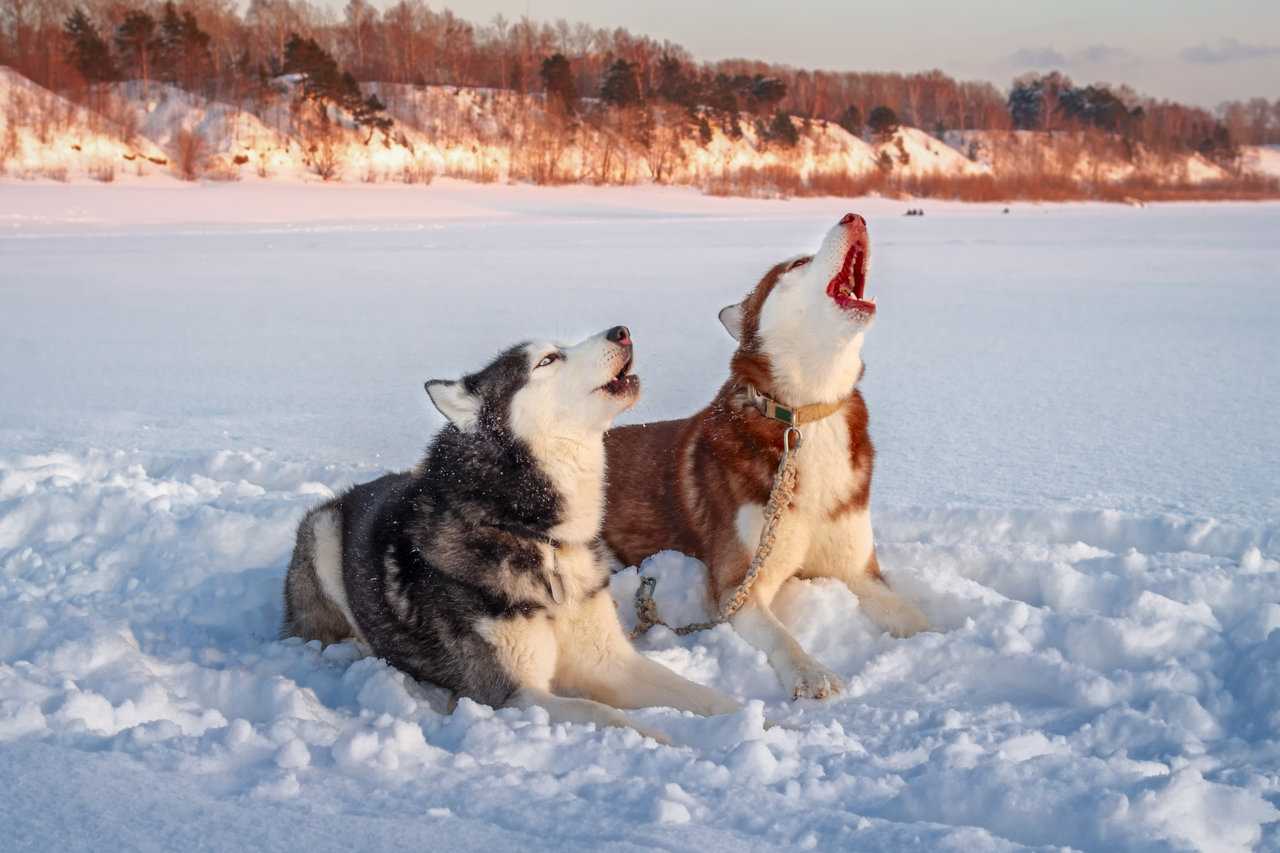 son perros lobo huskies