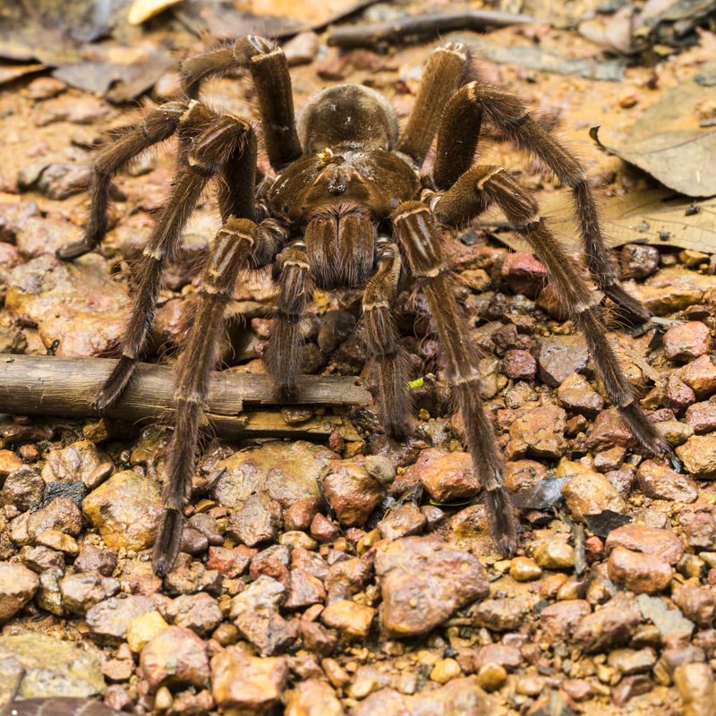 La tarántula Goliat, la araña más grande del mundo