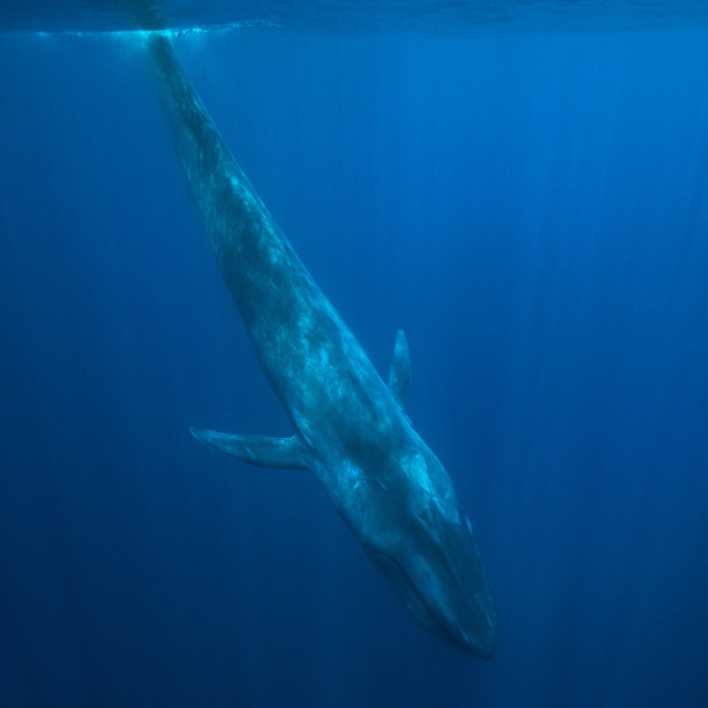 Descubren Nueva Especie De Ballena Gigante: ¿El Animal Más Grande De ...