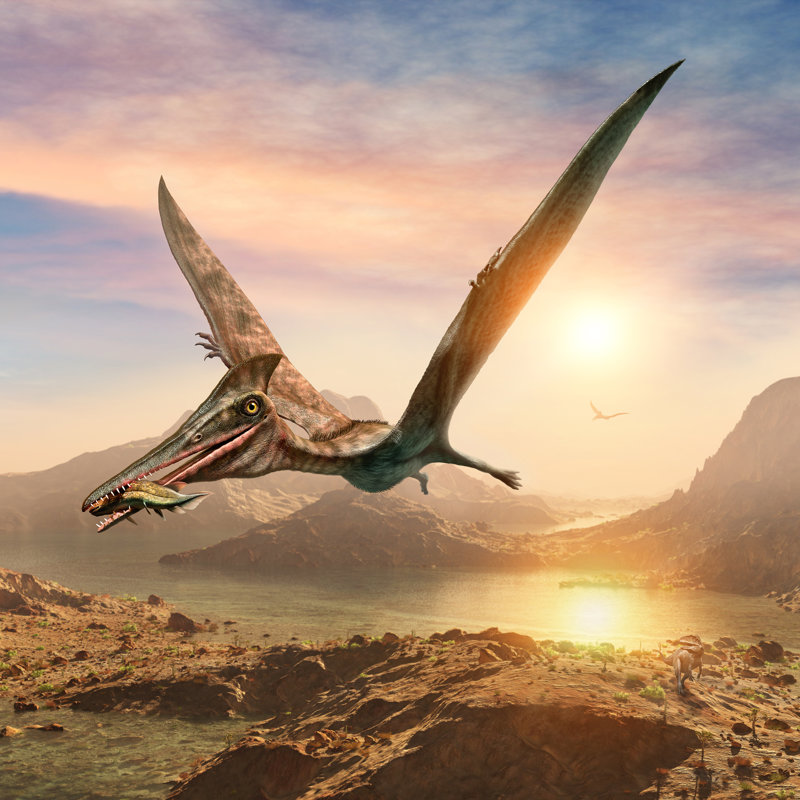 Las aves desplazaron a los pterosaurios como depredadores voladores durante el Cretácico