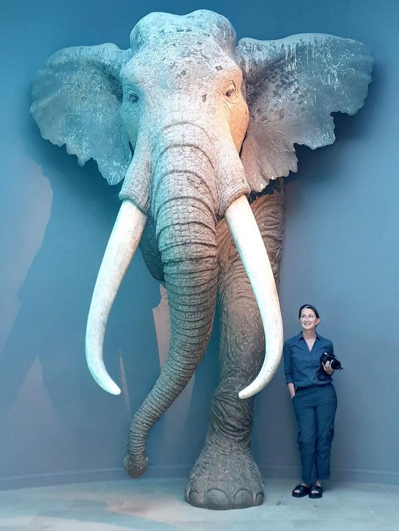 La profesora Sabine Gaudzinski-Windheuser de pie junto a una reconstrucción de tamaño natural de un elefante europeo macho adulto de colmillos rectos