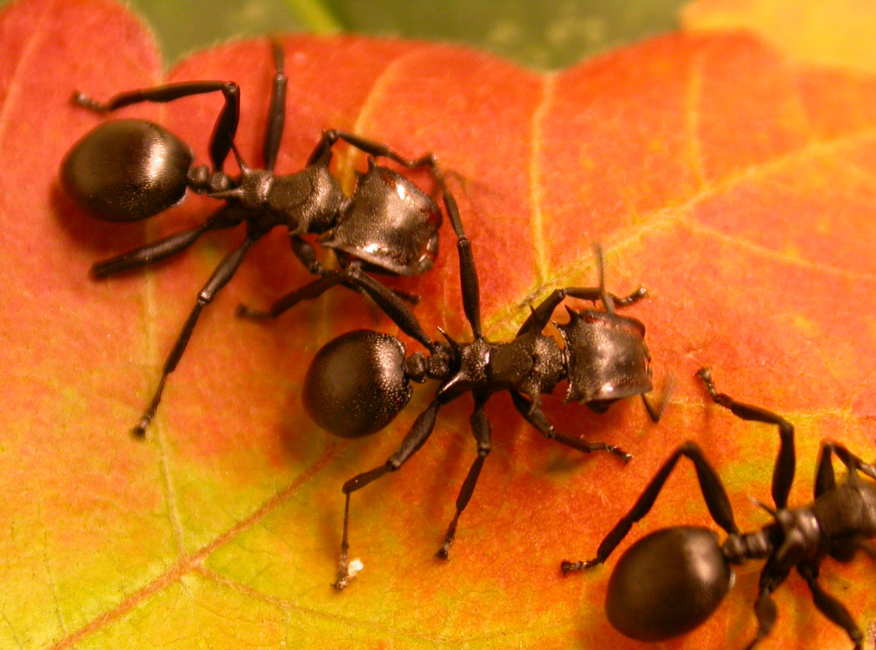 Hormigas arborícolas