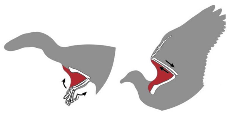 Comparación entre los brazos de los terópodos y las alas de las aves