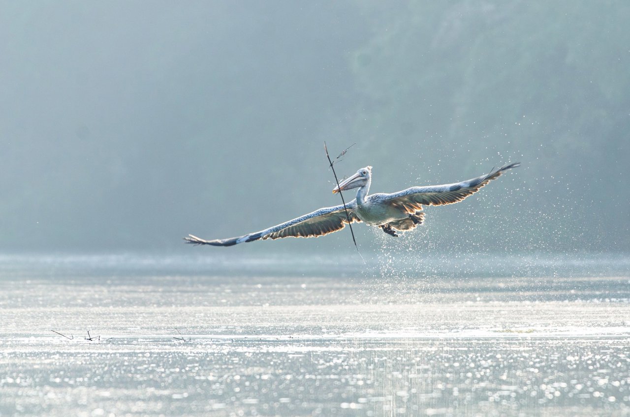 Pelícano volando cerca del agua con sus alas extendidas