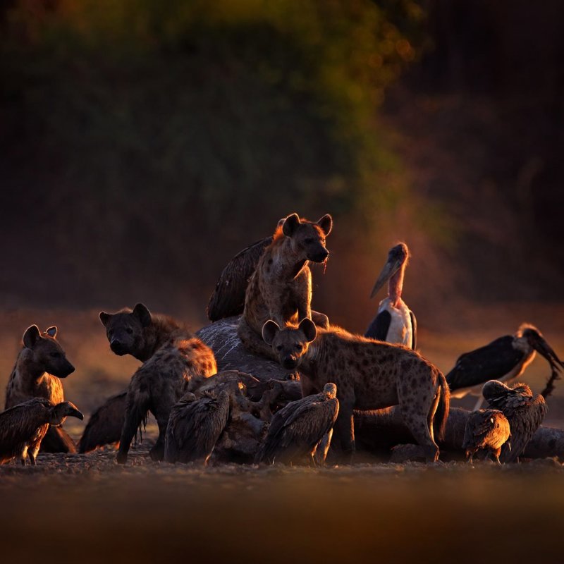 ¿Cuánto sabes sobre las hienas? 