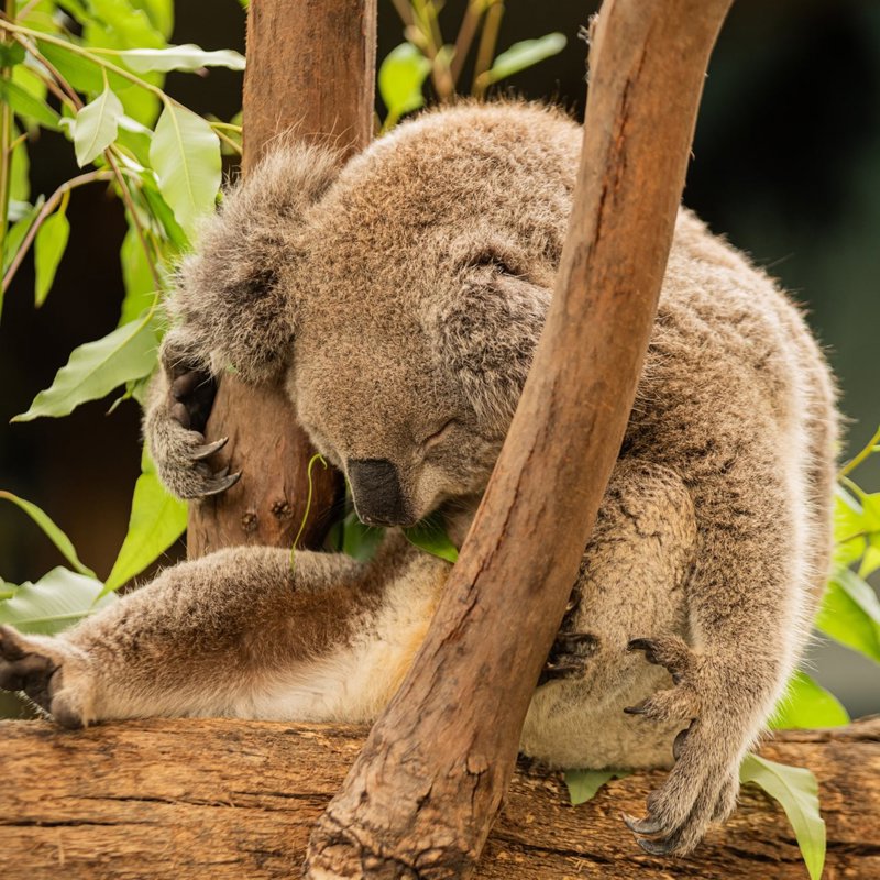 ¿Cuánto sabes sobre koalas? 
