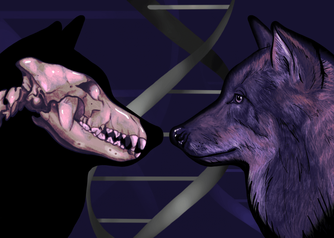 Los perros están más relacionados con los lobos prehistóricos de de lo que nos imaginábamos.