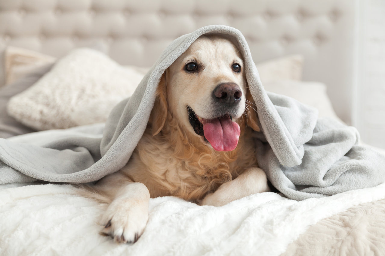 Dormir con tu perro mejora la calidad del sueño