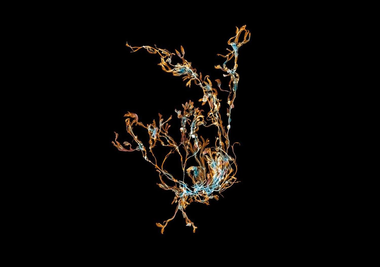 Radiografía de una alga parda