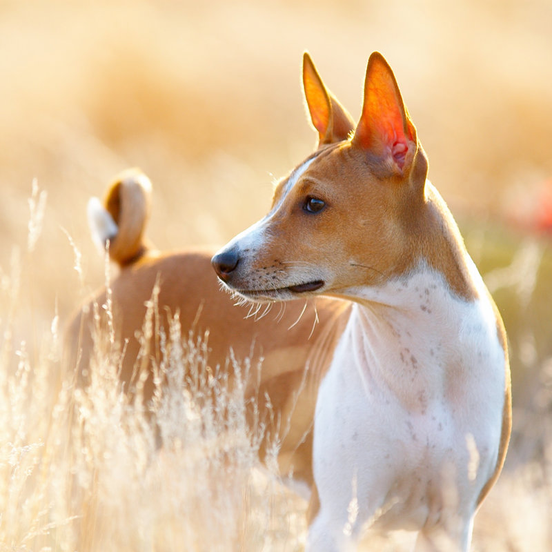 Estas ocho razas de perro tienen mutaciones genéticas que las hacen únicas
