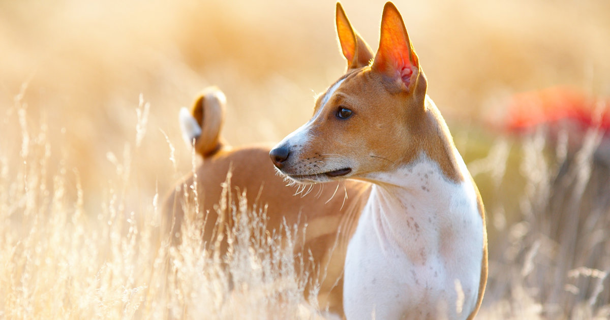 qué razas de perros tienen la nariz roja