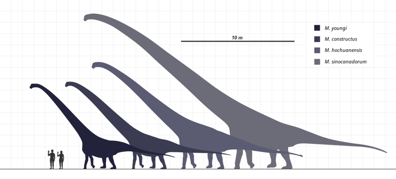 Comparativa de tamaño entre las especies del género Mamenchisaurus