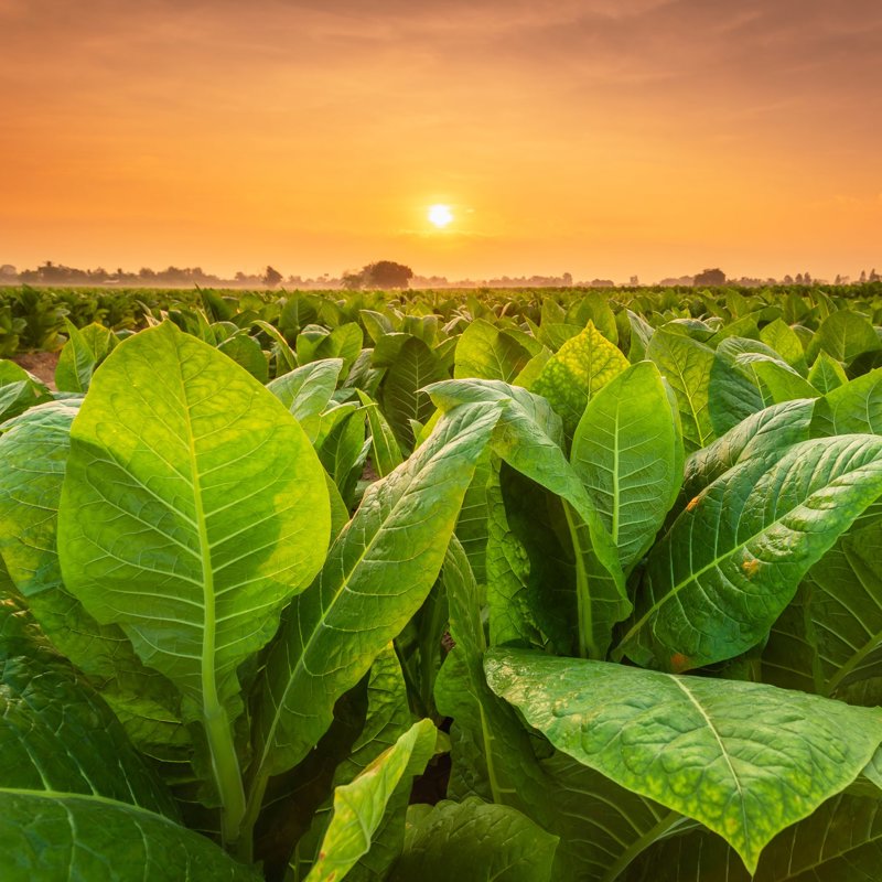 Planta del tabaco