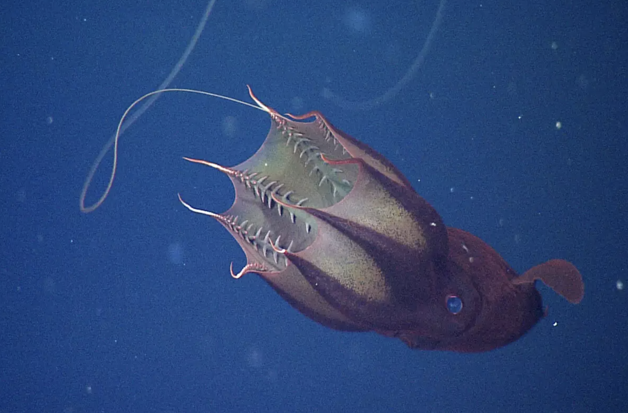 Головоногий моллюск Адский вампир. Адский кальмар вампир (Vampyroteuthis infernalis). Осьминог Адский вампир. Адский вампир глубоководный моллюск.