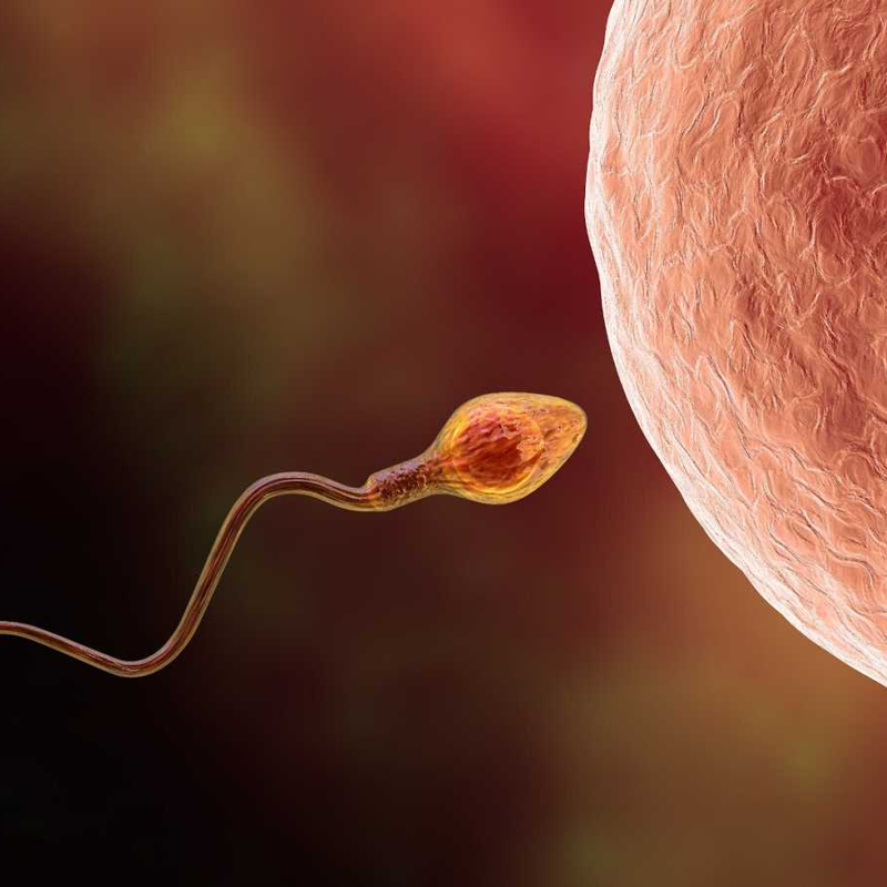 Espermatozoide con óvulo