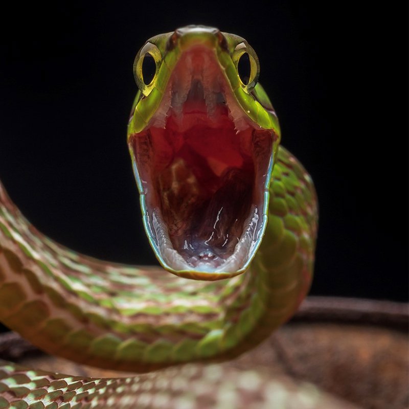 La infalible estrategia defensiva de la serpiente de la vid de Cope